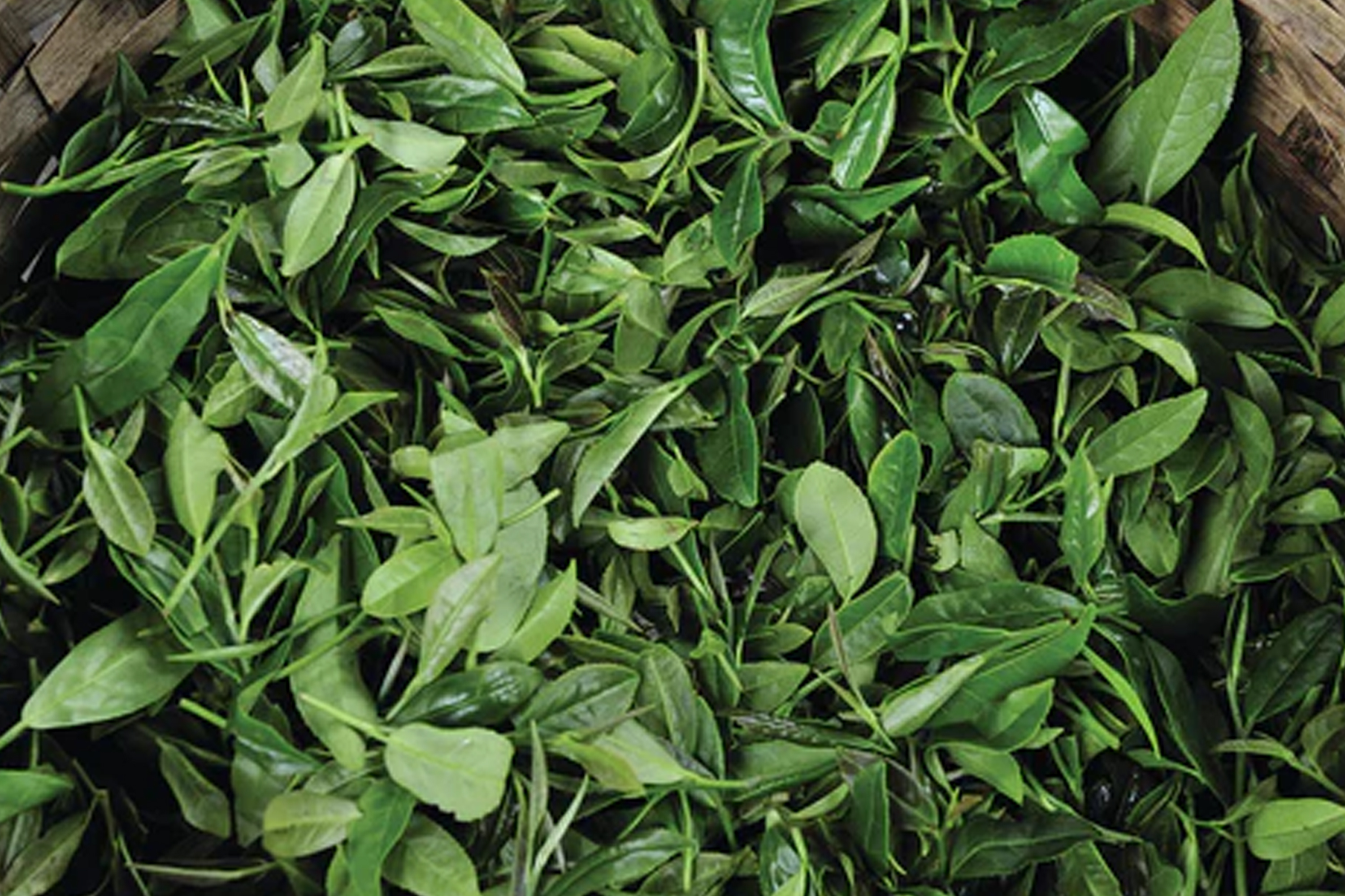 Organic Teas